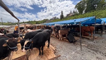 Kilosu tam 1 ton. Kurbalık pazarında dev boğa ilgi odağı oldu