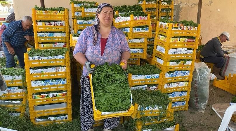 Hasat başladı, sabahın ilk ışıklarıyla toplanıyor. Kilosu 120 TL'den 80 TL'ye düştü, yoğun ilgi görüyor