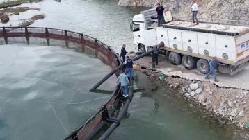 Adıyaman'da üretiliyor, Amerika'ya satılıyor. 13 milyonu kafese bırakılacak