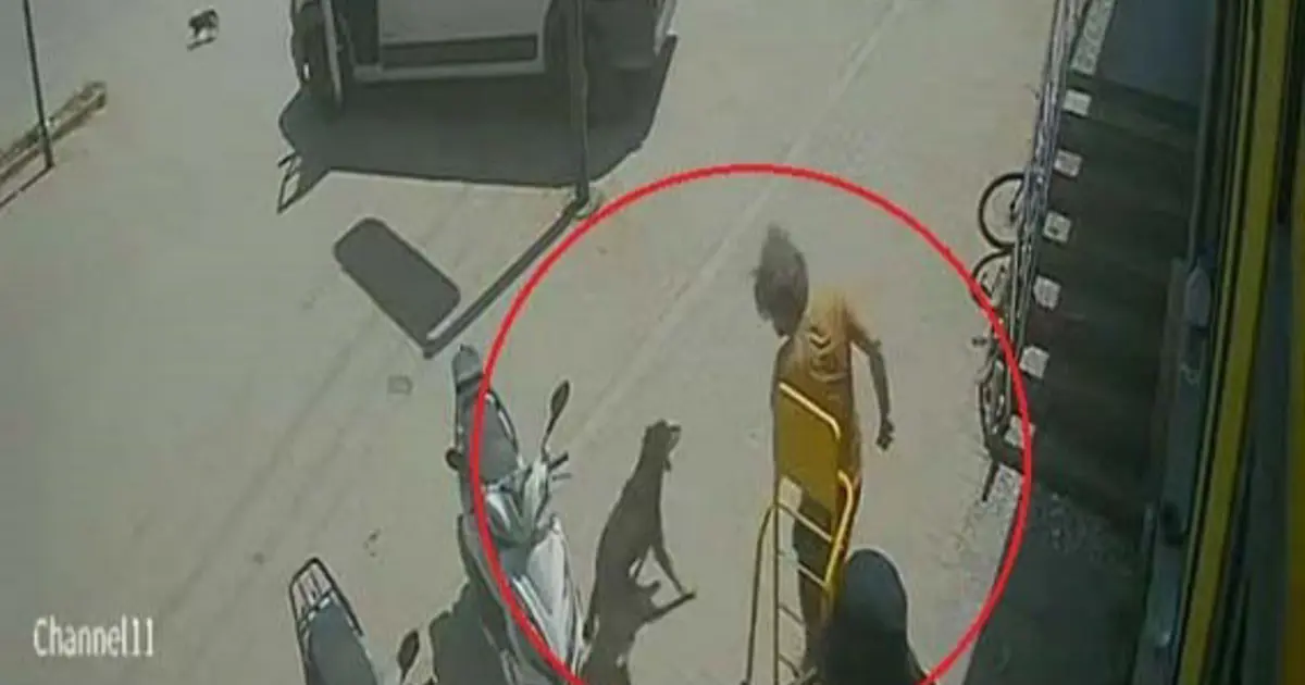 Antalya'da hayvanlara şiddet. Kedinin üzerine bastı, köpeği tekmeledi