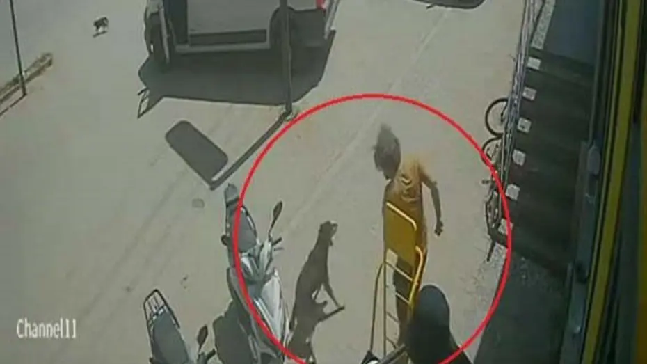 Kedinin üzerine bastı, köpeği tekmeledi