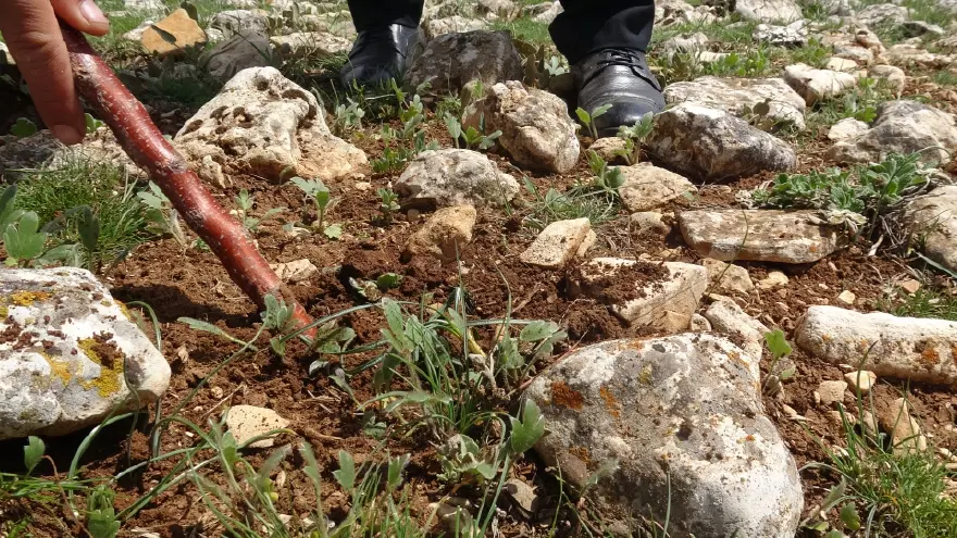 Malatya'da dağlık arazilerden toplanıyor. Gurbetçiler yoğun talep gösteriyor 1