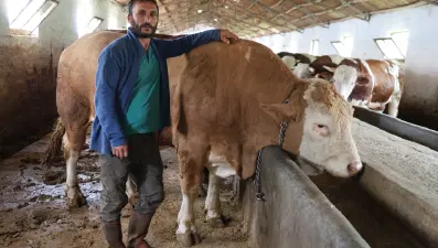 Tam 1 ton 200 kilo, alıcısını bekliyor. Günde 22 kilo yem tüketiyor, gören bir daha bakıyor