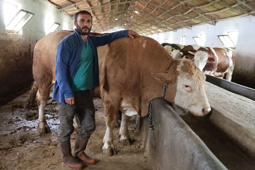 Tam 1 ton 200 kilo, alıcısını bekliyor. Günde 22 kilo yem tüketiyor, gören bir daha bakıyor 
