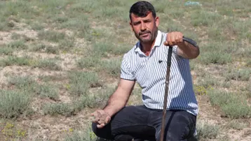 Kilosu 1700 TL, ev araba aldırıyor. Elindeki demirle günde 60 bin liralık mantar buluyor