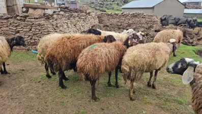Ahırdan sesler gelince dışarı çıktı. Kurt saldırdı, büyük zarar var
