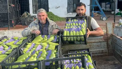 2 dönüm arazide yetişiyor, hasadı yüz güldürdü