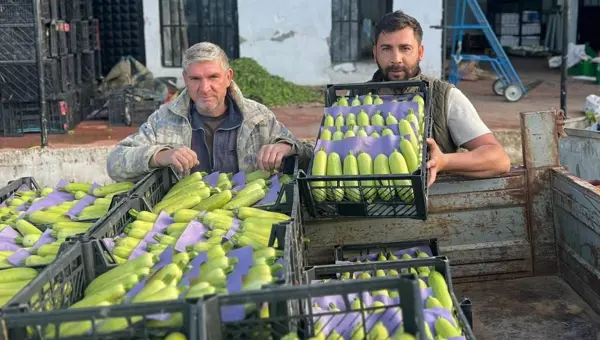 2 dönüm arazide yetişiyor, hasadı yüz güldürdü