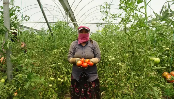 Aşırı yağışlar fiyatını etkiledi. Kilosu 60 liraya satılıyor