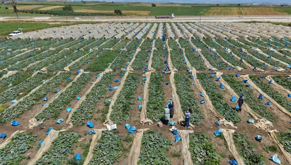 Tarlada 10, tezgahta 30 liraya satılıyor. Çamurlu haliyle bile alan var