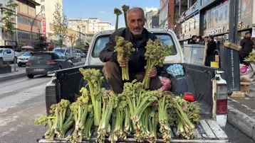 Tezgahta yerini aldı, kilosu 100 TL. Dağların dik yamaçlarında yetişen şifalı bitki kapış kapış satılıyor