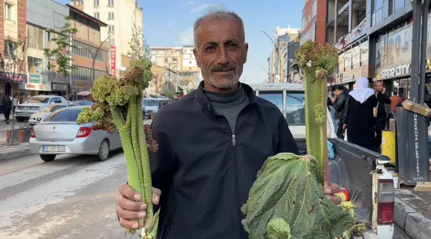 C VİTAMİNİ AÇISINDAN ZENGİN 3 C VİTAMİNİ AÇISINDAN ZENGİN 3