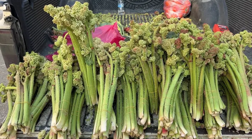 Tezgahta yerini aldı, kilosu 100 TL. Dağların dik yamaçlarında yetişen şifalı bitki kapış kapış satılıyor 1 Tezgahta yerini aldı, kilosu 100 TL. Dağların dik yamaçlarında yetişen şifalı bitki kapış kapış satılıyor 1