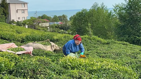 Güneşli havayı fırsat bildiler. Sabahın erken saatlerinde hasat başladı