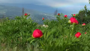 1100 rakımlı ormanlık alanlarda yetişiyor. Elini sürenin cebi yanıyor, 840 bin TL cezası var