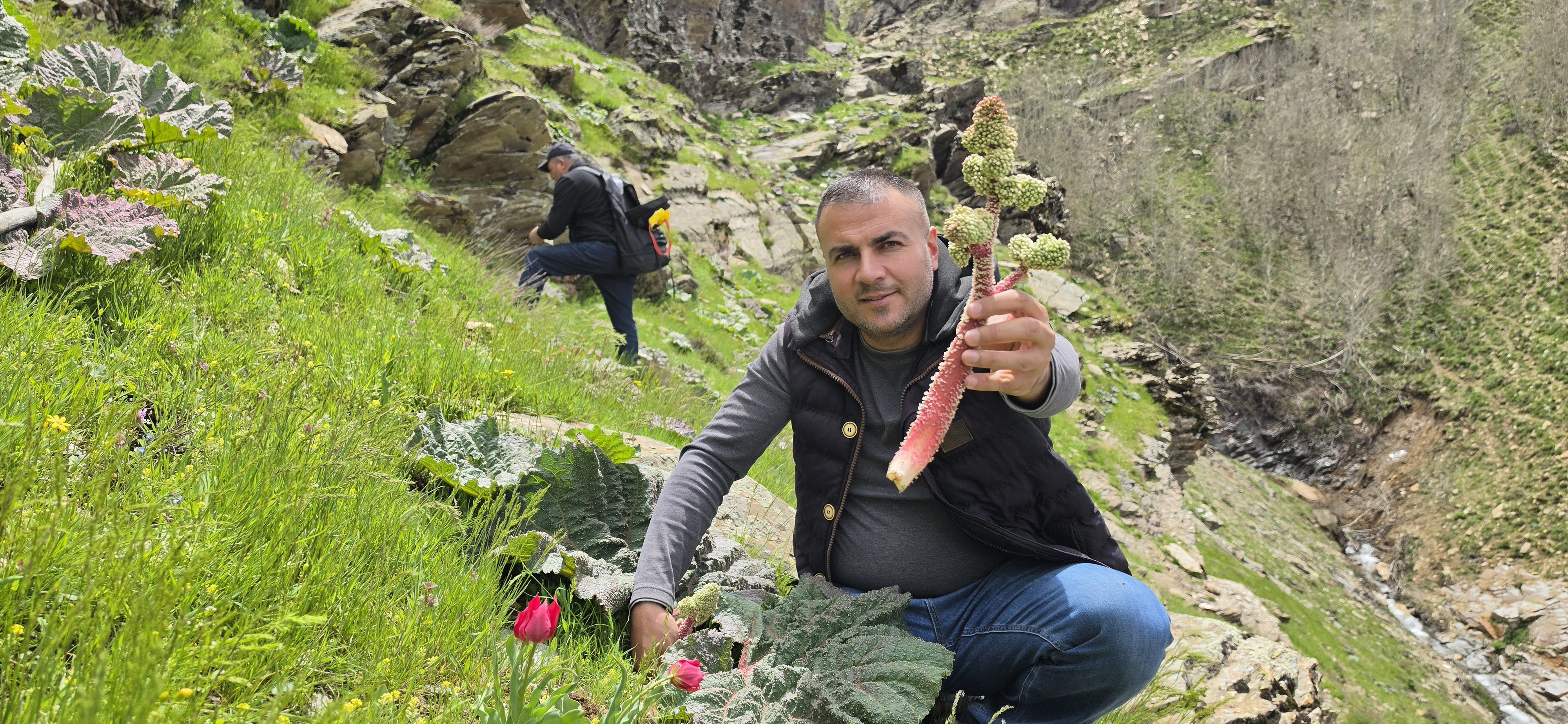 Kilosu 750 liradan 200 TL'ye düştü. Sabahın erken saatlerinde dağlardan toplanıyor