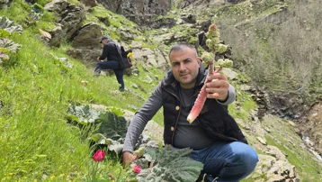 Kilosu 750 liradan 200 TL'ye düştü. Sabahın erken saatlerinde dağlardan toplanıyor