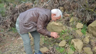 Ormandaki yangından sonra her yerde çıkmaya başladı. Fiyatı gram altından fazla