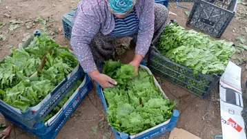 Yeşil altın gelir kapısı. Erken kazanç sağlıyor