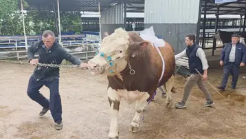 600 bin TL'ye satıldı. Tam 1,4 ton