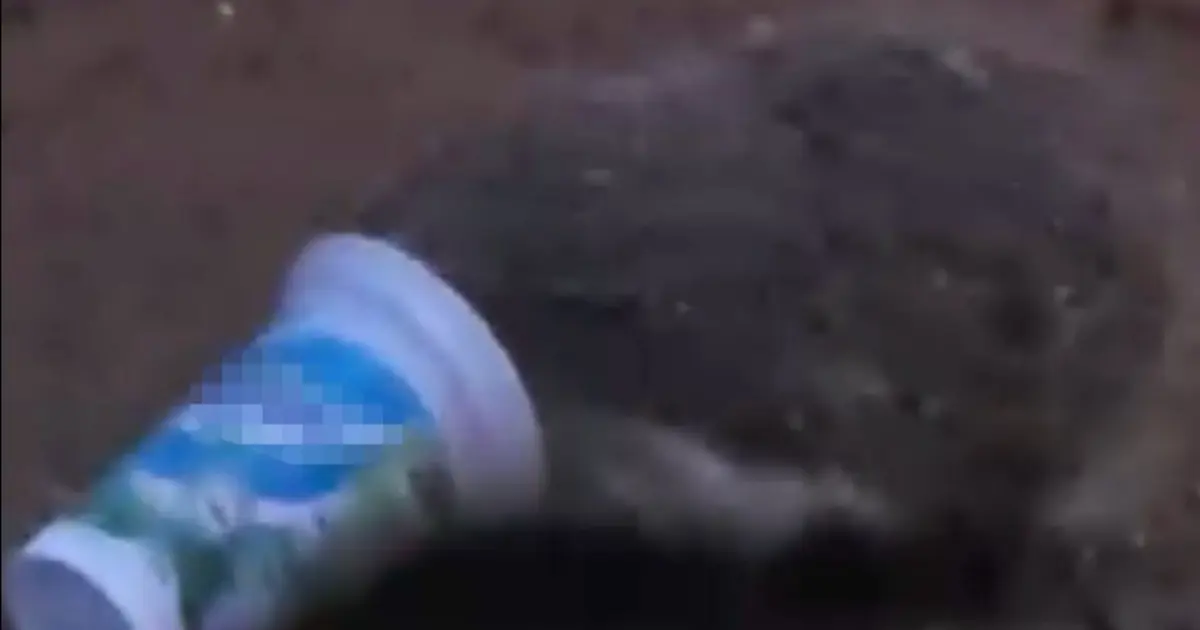 Ayran kutusuna sıkışan kirpinin zor anları kamerada