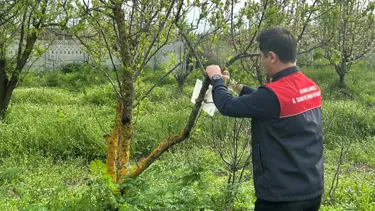 Elma iç kurdu ve Akdeniz sineğine tuzak