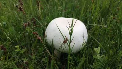Yağmur bereketi, toprak coştu. Dev boyuta ulaştılar