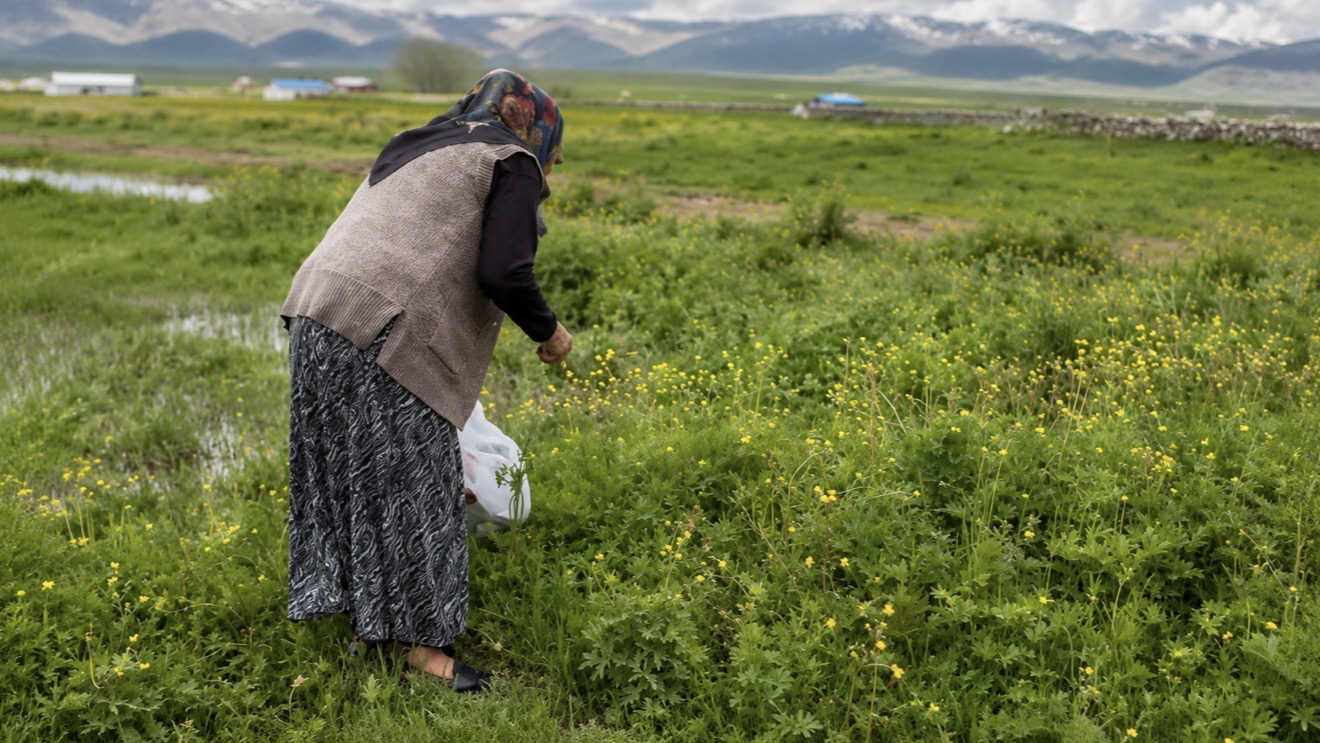 Doğada kendiliğinden yetişiyor, toplamak için akın ettiler. Şifasını bilmeyen yok