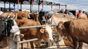 830 kilo, 300 bin TL'ye satıldı. Pazarda hareketlilik