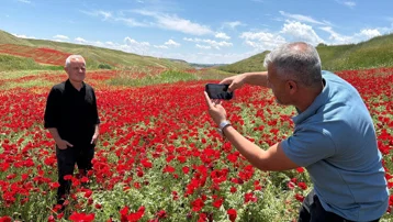 Nohut tarlası kıpkırmızı oldu. 50 dönümlük alan uğrak noktası oldu