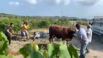 6 kişi zapt edemedi. Boğa bir tekmeyle yere serdi
