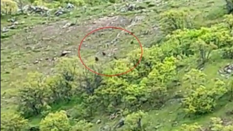 Tunceli'de ayı sürüsü görüntülendi