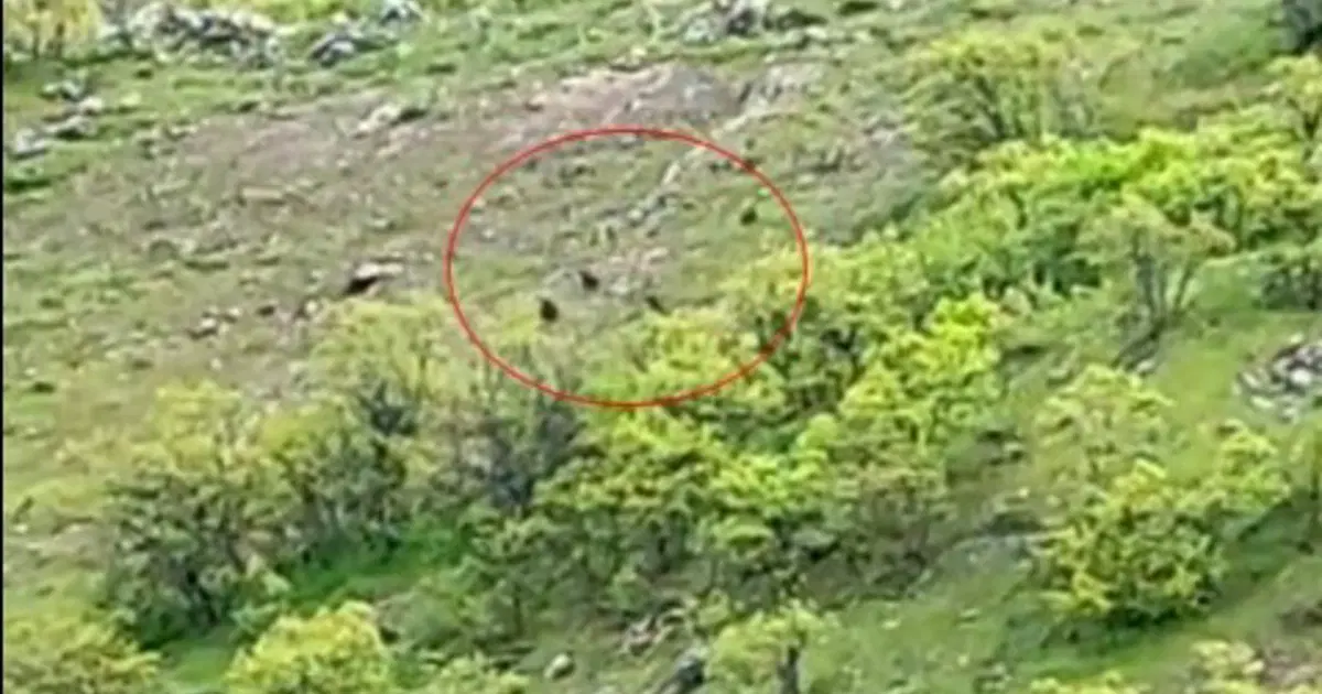 Tunceli'de ayı sürüsü görüntülendi