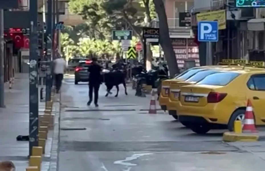 Sahibinin elinden kaçan dana korku dolu anlar yaşattı