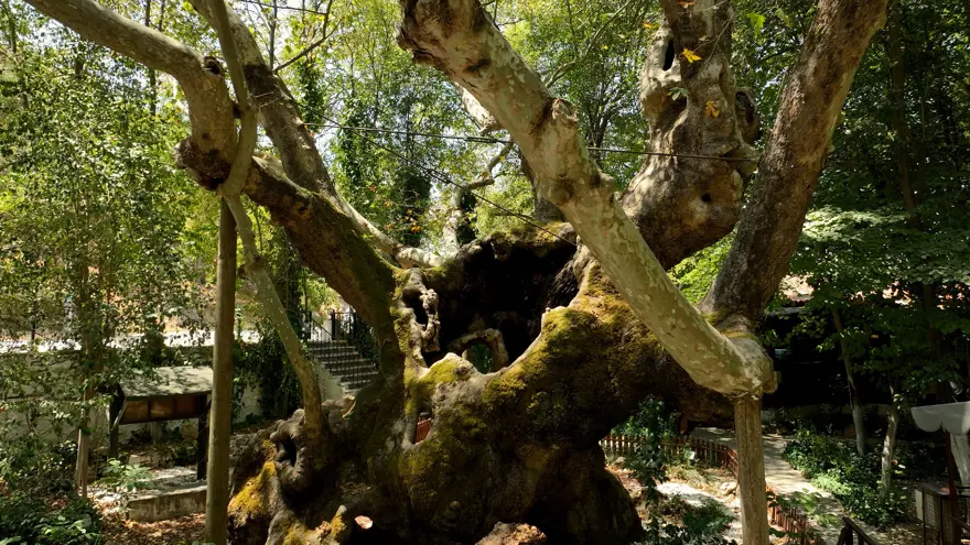 Hikayesi ortaya çıktı. "Bu sadece bir çınar değil" 2
