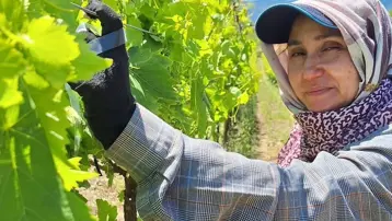 9 farklı çeşidi yetişiyor. Sabahın erken saatlerinde kolları sıvadılar