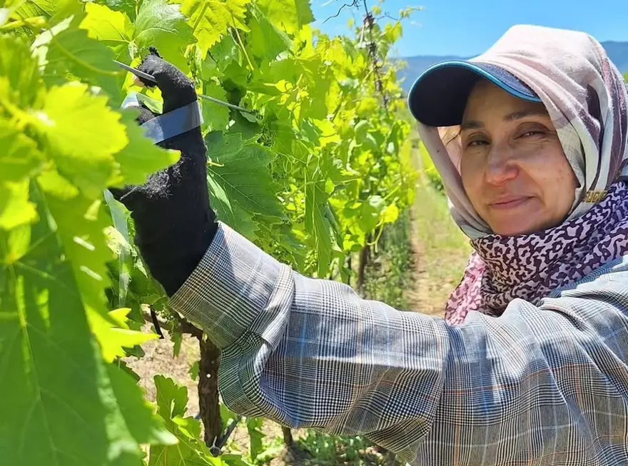 9 farklı çeşidi yetişiyor. Sabahın erken saatlerinde kolları sıvadılar 