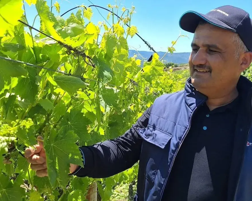 9 farklı çeşidi yetişiyor. Sabahın erken saatlerinde kolları sıvadılar 1