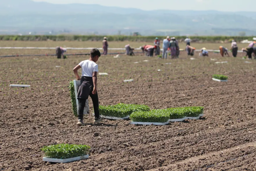Sezon başladı. Ton başına 5 bin 200 TL'ye anlaştılar 1