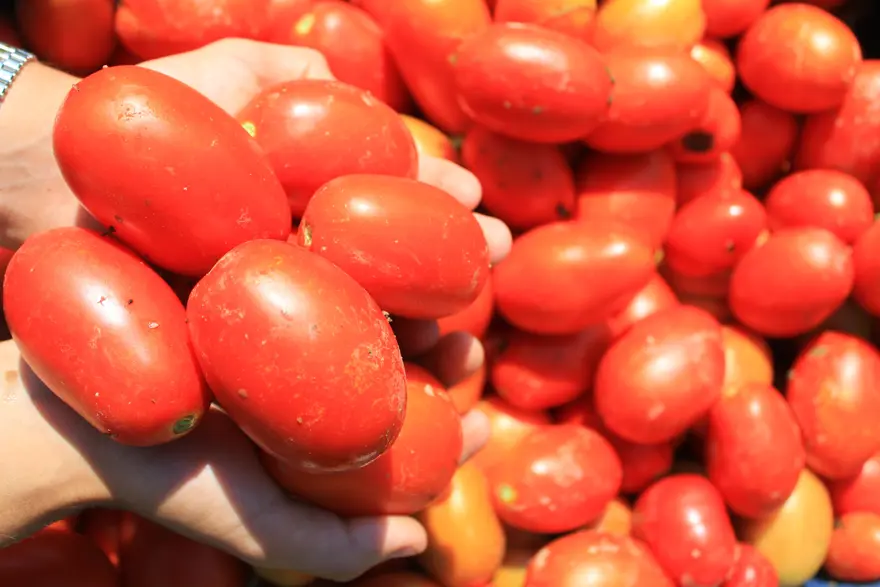Sezon başladı. Ton başına 5 bin 200 TL'ye anlaştılar 2