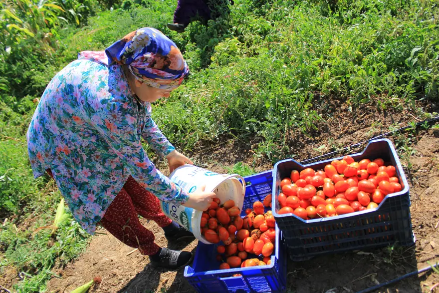 Sezon başladı. Ton başına 5 bin 200 TL'ye anlaştılar 