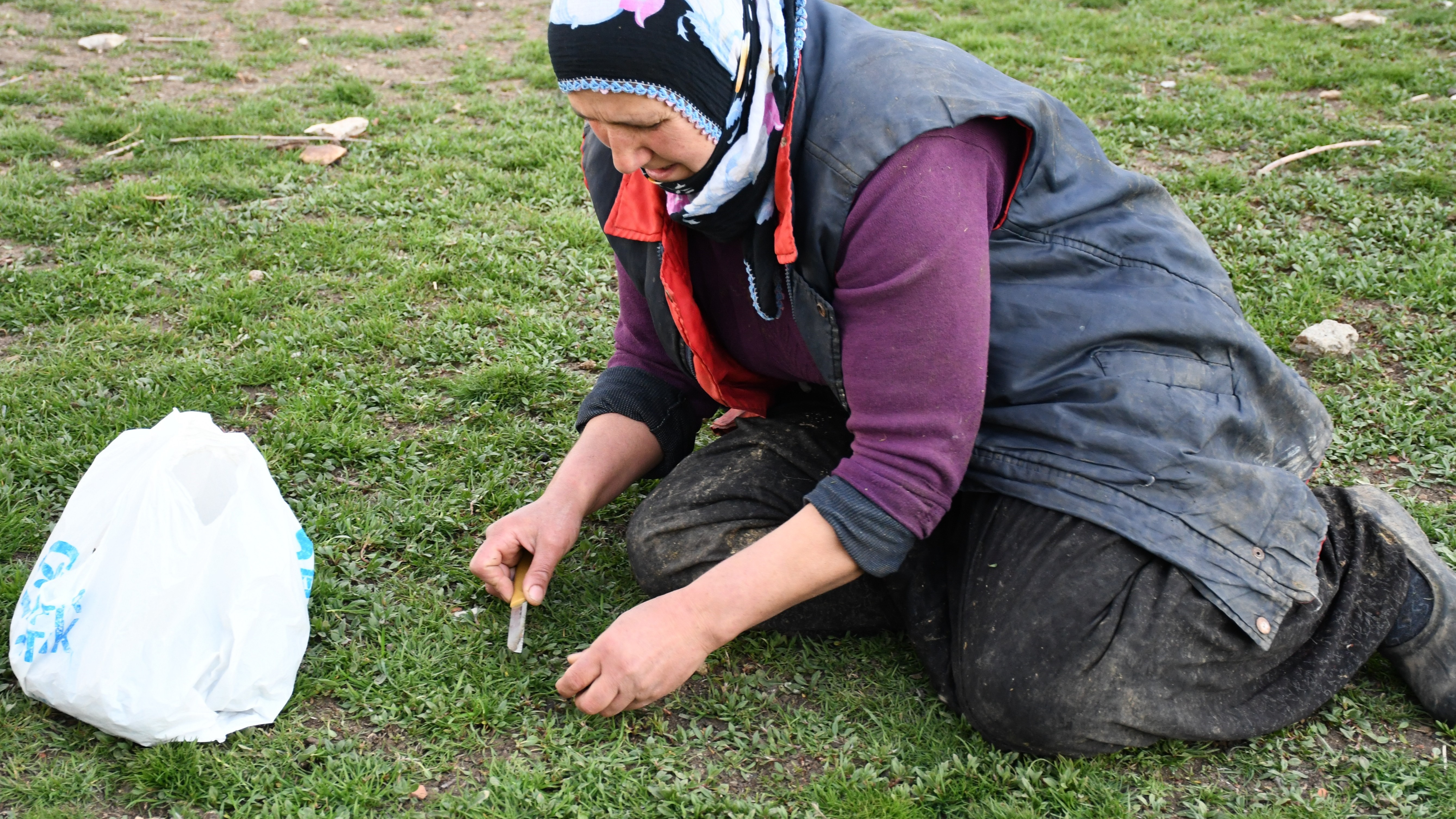 Doğada kendiliğinden yetişiyor, köy halkı yufkayla birlikte yiyor
