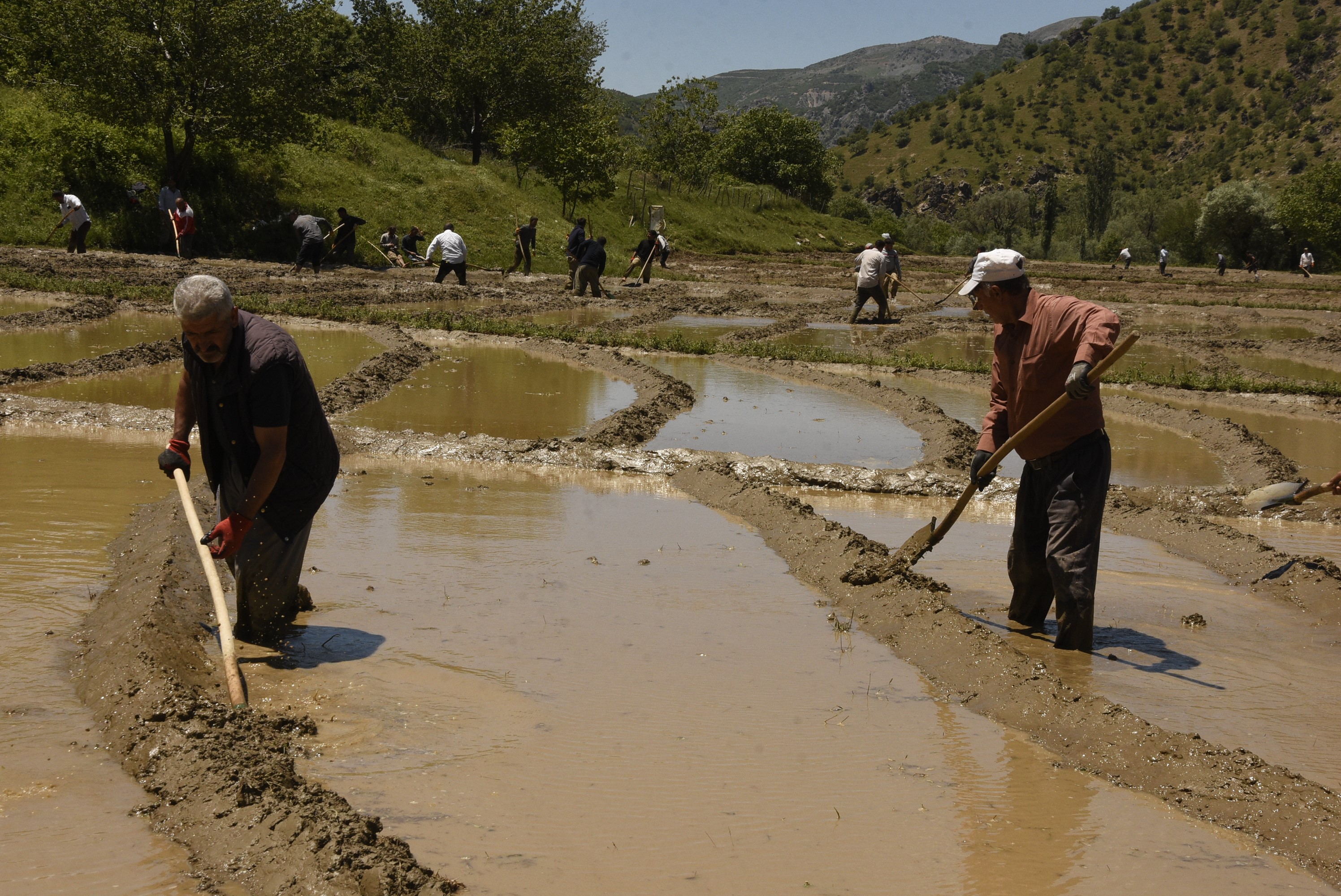 Günün ilk ışıklarıyla ekiliyor, 100 dönüm araziden 100 ton çıkıyor
