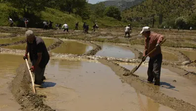 Günün ilk ışıklarıyla ekiliyor, 100 dönüm araziden 100 ton çıkıyor
