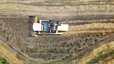 Hasat başladı, rekolte yüz güldürdü. TMO kilosunu 16,5 liraya alacak