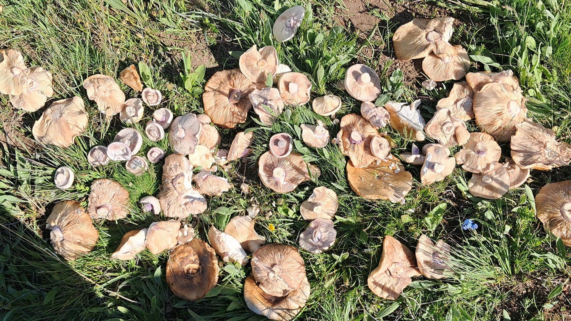 Yağışlardan sonra ortaya çıktı. Kilosu 250 liradan başlıyor
