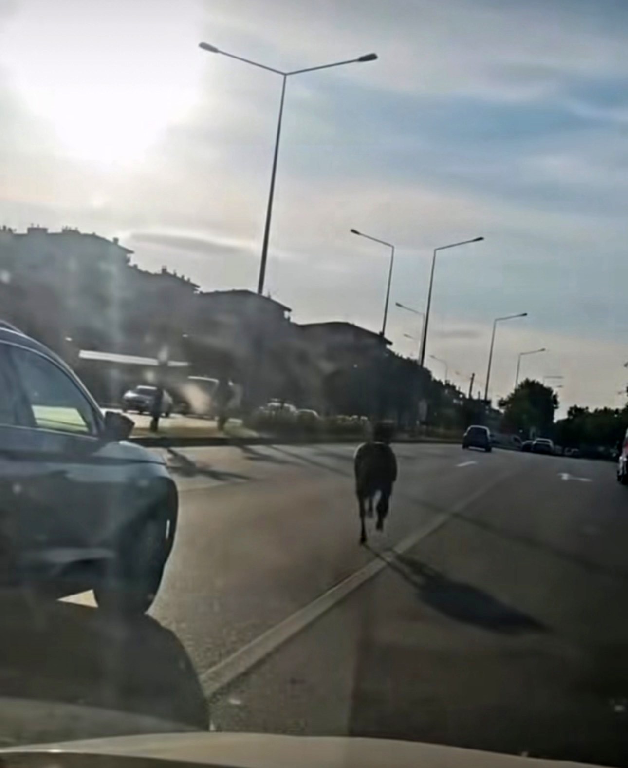 Bursa'da başıboş at ana yola çıkarak trafiği tehlikeye düşürdü