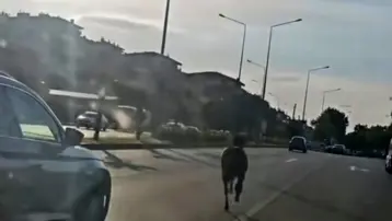 Başıboş at ana yolda trafiği tehlikeye attı