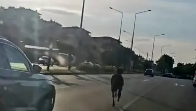 Başıboş at ana yolda trafiği tehlikeye attı