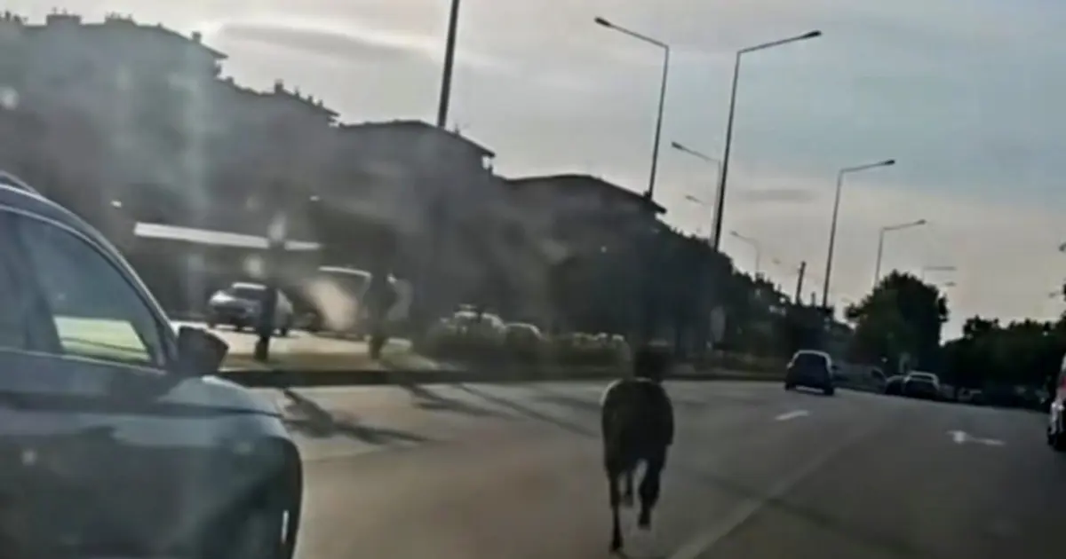 Başıboş at ana yolda trafiği tehlikeye attı